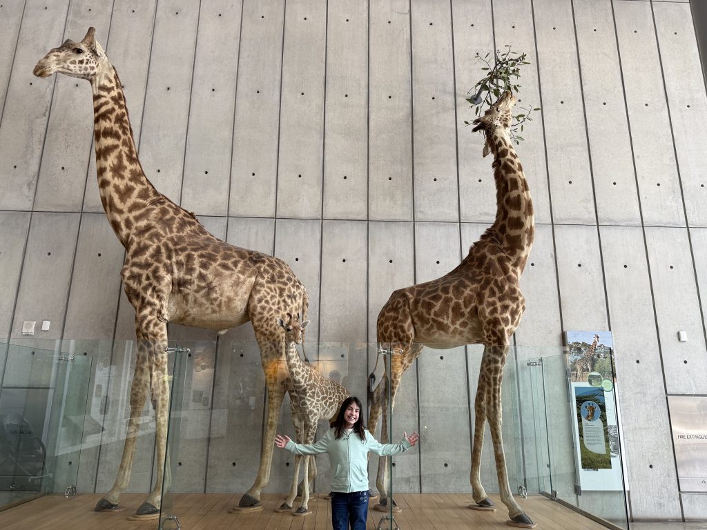 a girl stands in front of three taxidermied giraffes