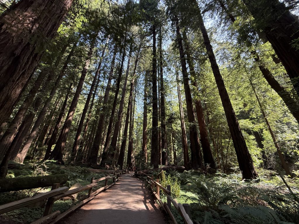 a path winding between redwood trees