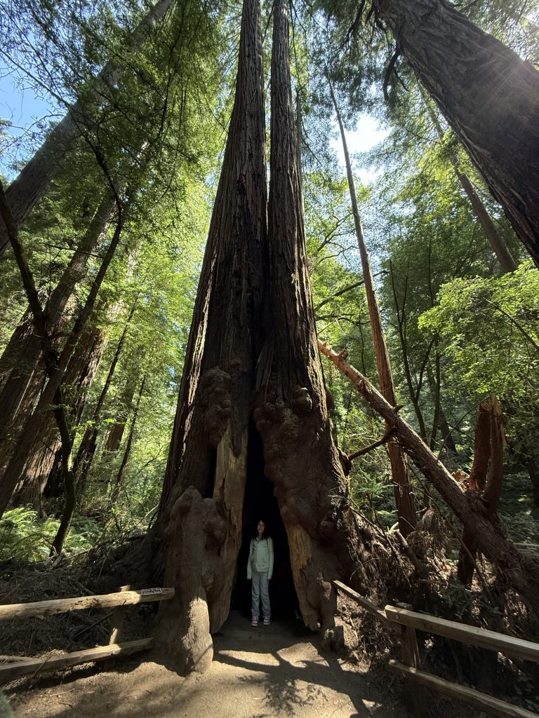 a girl stands inside a large redwood tree