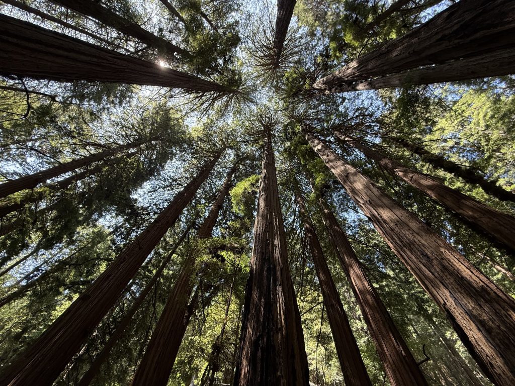 looking up at towering redwood trees